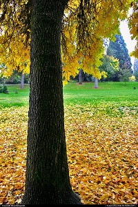 Photo by RhondaRogalski | Grants Pass  fall, autumn, leaves, gold, yellow, tree, park, maple, oregon, grants pass, rogalski